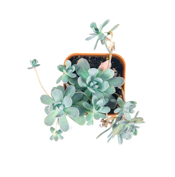 Succulents plant in pot on white background — Stok Foto