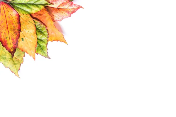 Frontera del marco de hermosas hojas de otoño caídas — Foto de Stock