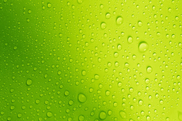 the water drop on fresh green  background