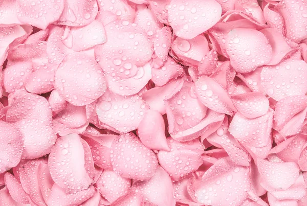 El fondo rosa claro fresco del pétalo de la rosa con la gota de lluvia del agua — Foto de Stock