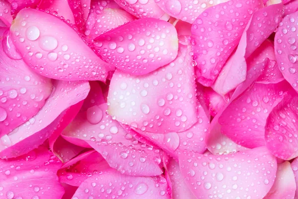 O fundo pétala rosa rosa fresco com gota de chuva de água — Fotografia de Stock