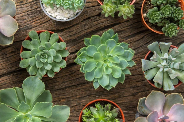 Pengaturan succulents atau cactus di latar belakang kayu — Stok Foto