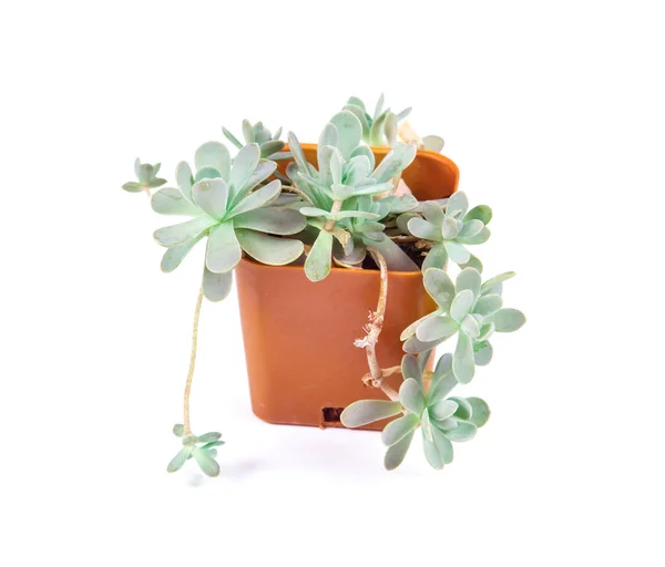 Succulents plant in pot on white background — Stok Foto