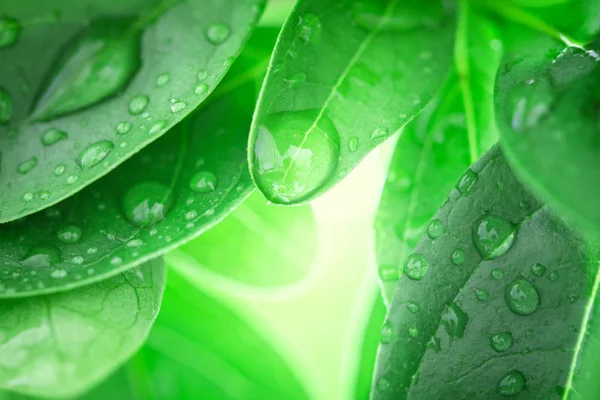 Крупним планом свіжий зелений лист і крапля води в природі — стокове фото