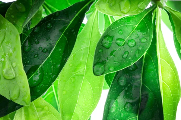 Nahaufnahme frisches grünes Blatt und Wassertropfen in der Natur — Stockfoto