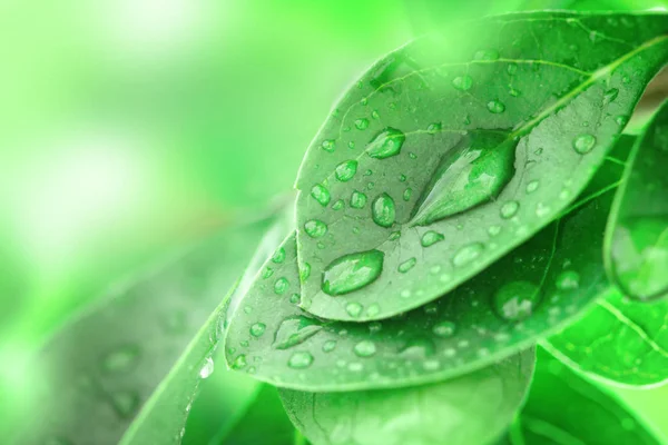 Nahaufnahme frisches grünes Blatt und Wassertropfen in der Natur — Stockfoto