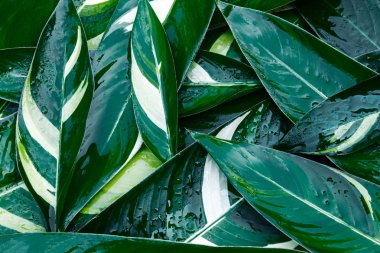 Islak taze tropikal yeşil yaprakları arka plan