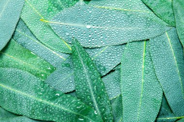 Nature Eucalyptus leaves with water rain drop background  clipart