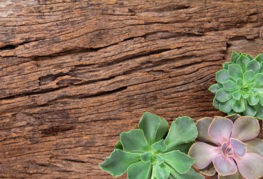 arrangement of succulents or cactus on wooden background as fram clipart