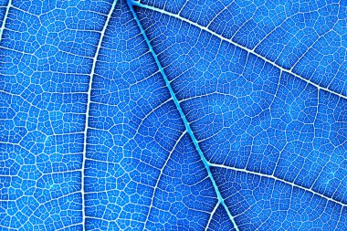 Yaprak doku kadar yeşil doğa arka plan kapatın