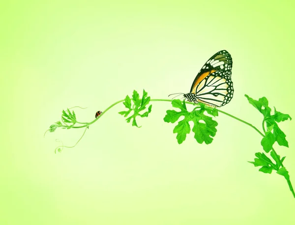 The green creeping plant with butterfly and ladybug on green bac — Stock Photo, Image