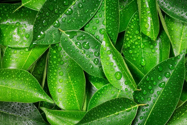 Nassen frischen tropischen grünen Blättern Hintergrund — Stockfoto