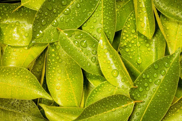 Nassen frischen tropischen gelben Blättern Hintergrund — Stockfoto