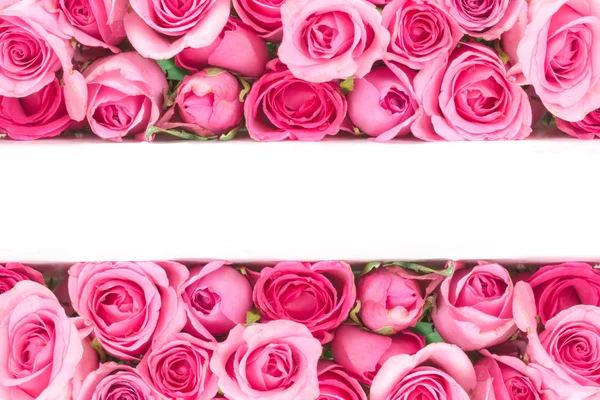 아름 다운 사랑 로맨틱 베일에 대 한 신선한 달콤한 핑크 로즈의 테두리 — 스톡 사진