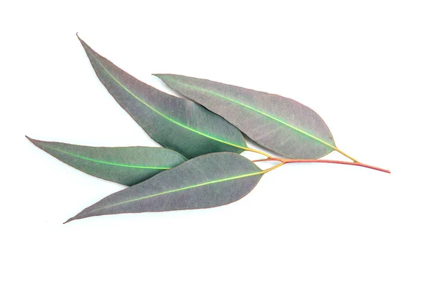 Liście eukaliptusa na białym tle z bliska — Zdjęcie stockowe