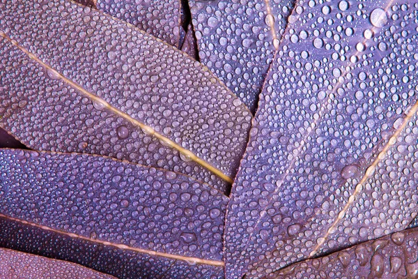 Natureza roxo Eucalipto folhas com gota de chuva de água como abstrac — Fotografia de Stock