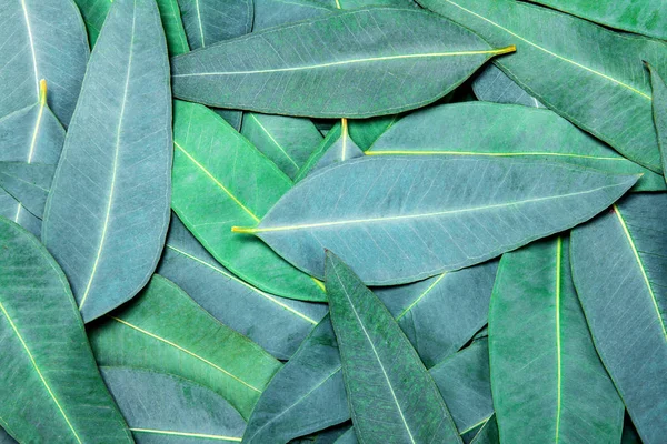 Natur Eukalyptus hinterlässt Hintergrund — Stockfoto
