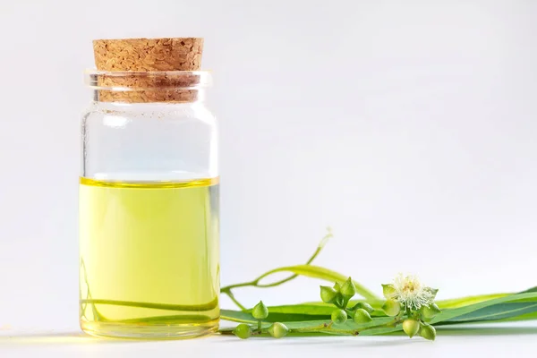 Eukaliptus minyak esensial dalam botol kaca, aroma herbal oganik — Stok Foto