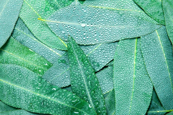 Nature Eucalyptus leaves with water rain drop background — Stock Photo, Image