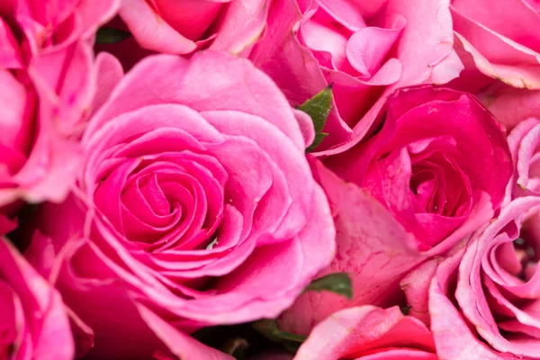 Fechar o rosa claro doce em backgrou iluminação abstrata rosa — Fotografia de Stock