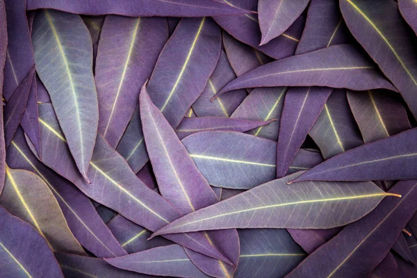 Natureza das folhas de eucalipto roxo fundo — Fotografia de Stock