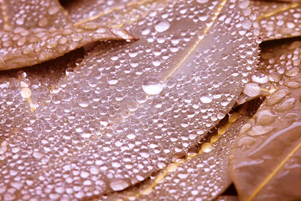 Природа листя евкаліпта з водяним дощем падає фон — стокове фото