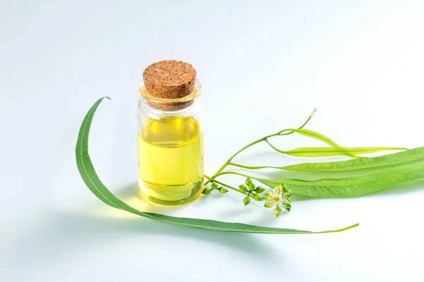 Aceites esenciales de eucalipto en botella de vidrio, aroma de hierbas ogánicas — Foto de Stock