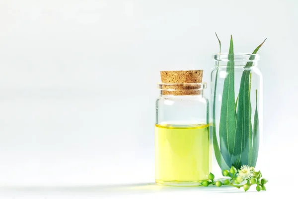 Eukaliptus minyak esensial dalam botol kaca, aroma herbal oganik — Stok Foto