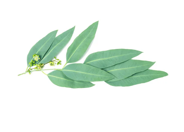 Nahaufnahme Eukalyptusblätter mit Blüte auf weißem Hintergrund — Stockfoto