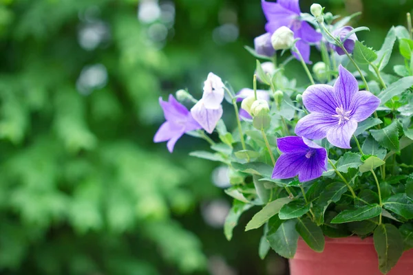 Purple balloon flower or Platycodon grandiflorus flower  in brow — Stock Photo, Image