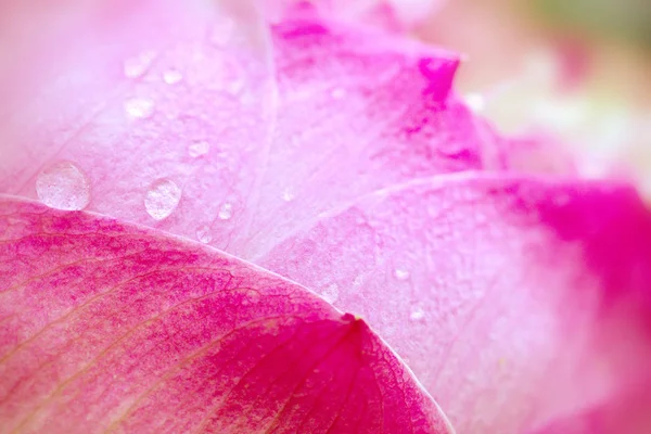 Primo piano messa a fuoco selettiva di goccia d'acqua sul petalo di loto rosa — Foto Stock