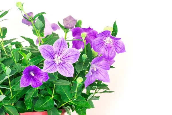 Purple balloon flower or Platycodon grandiflorus flower — Stock Photo, Image