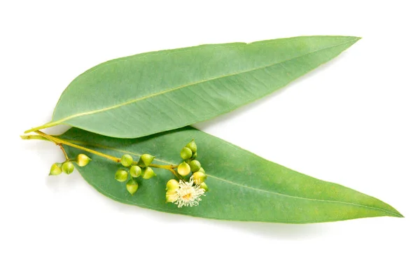 Nahaufnahme Eukalyptusblätter mit Blüte auf weißem Hintergrund — Stockfoto