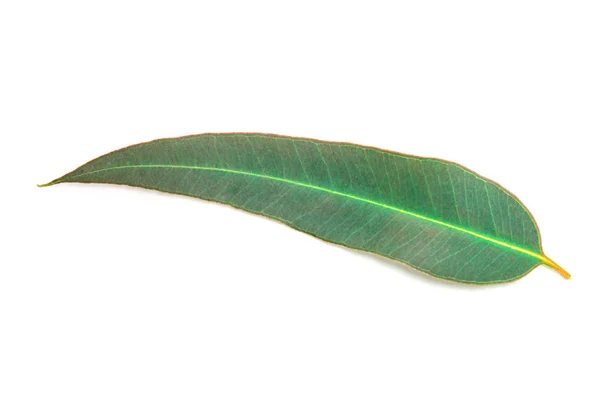 Крупним планом листя евкаліпта на білому тлі — стокове фото