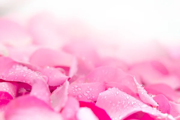 물 비 드롭 신선한 빛 핑크 장미 꽃잎 배경 — 스톡 사진
