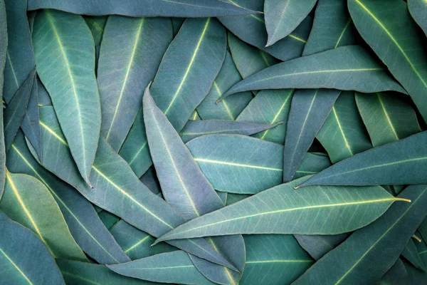 A natureza eucalipto folhas fundo — Fotografia de Stock