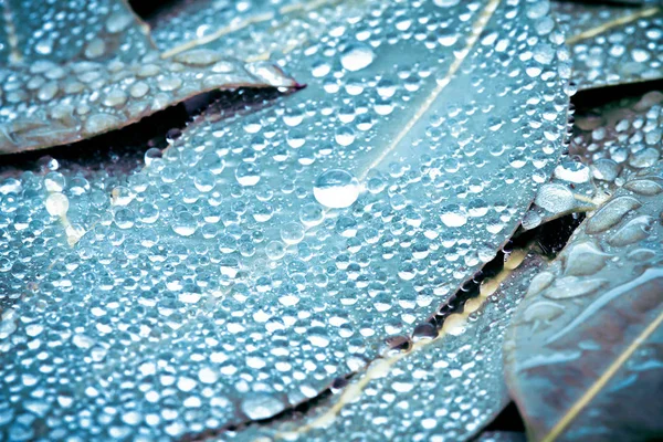 Natur der Eukalyptusblätter mit Wassertropfen Hintergrund — Stockfoto