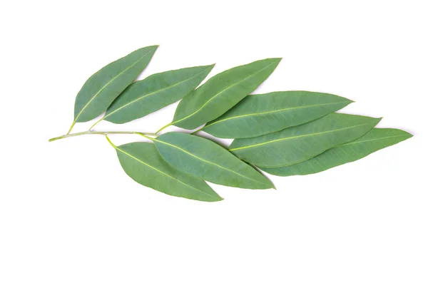 Close-up van Eucalyptus bladeren met bloem op witte achtergrond — Stockfoto