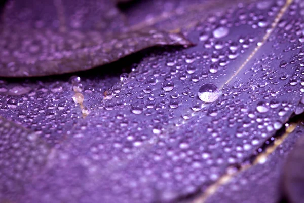 Naturaleza Hojas de eucalipto con fondo de gota de agua — Foto de Stock