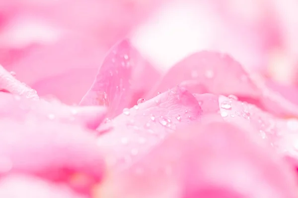 新光粉色玫瑰花瓣背景与雨水滴 — 图库照片