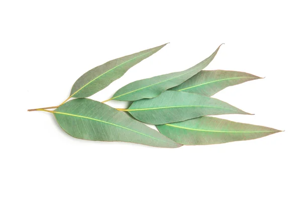 Nahaufnahme Eukalyptusblätter auf weißem Hintergrund — Stockfoto