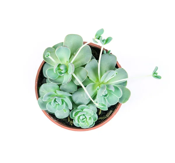 Succulents plant in pot on white background, overhead or top vi — Stok Foto