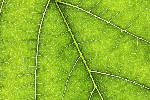 Fechar a textura da folha verde como natureza verde backgro abstrato — Fotografia de Stock