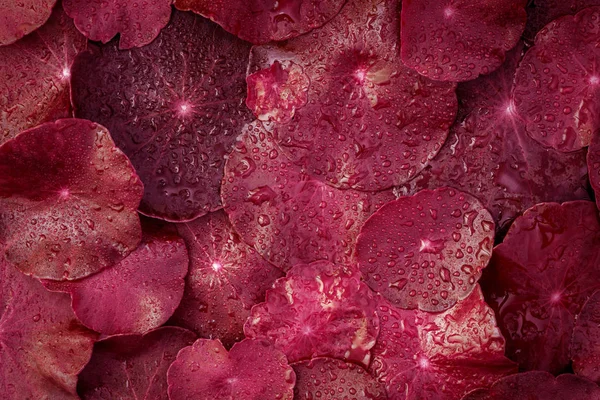 Крупним планом червоне листя прикраси з краплями водяного дощу як абстрактні — стокове фото