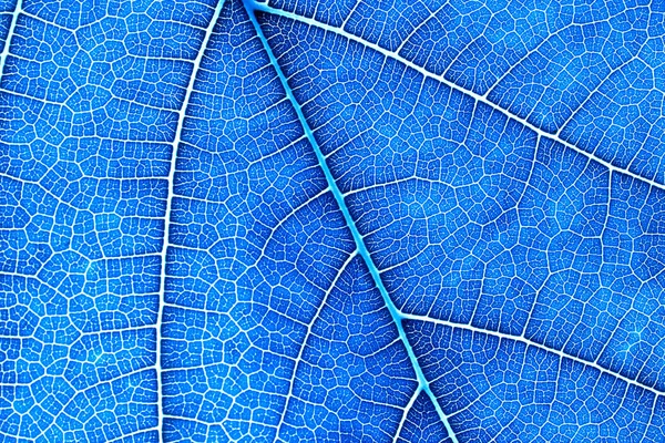 Fechar a textura da folha como fundo abstrato natureza verde — Fotografia de Stock