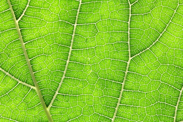 Cerrar la textura de la hoja verde como fondo abstracto naturaleza verde —  Fotos de Stock