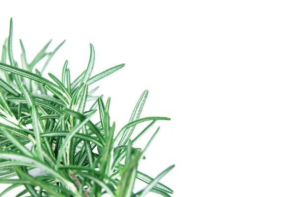 Fresh green Rosemary on a white background Stock Photo