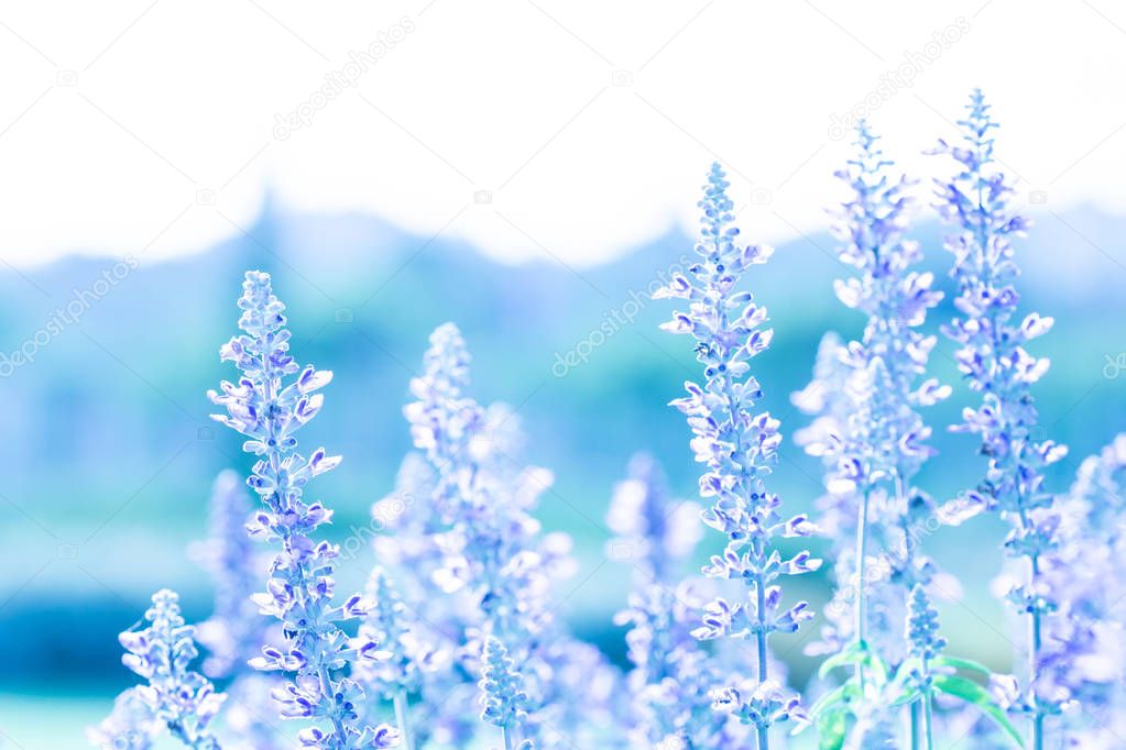 close up beautiful purple blue flower in garden , Sage plant (la