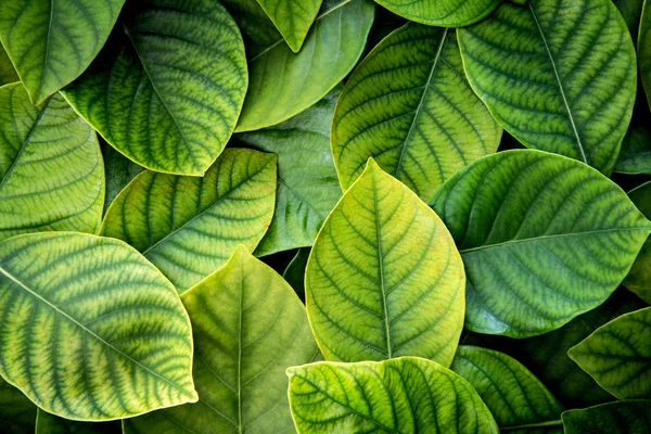 Die frischen tropischen grünen Blätter Hintergrund — Stockfoto