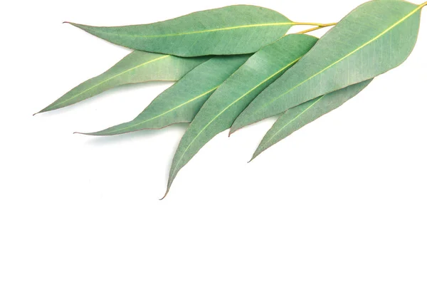 Close up Eucalyptus leaves on white background — Stock Photo, Image